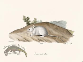 Cuvier 295 Dwarf Mulol